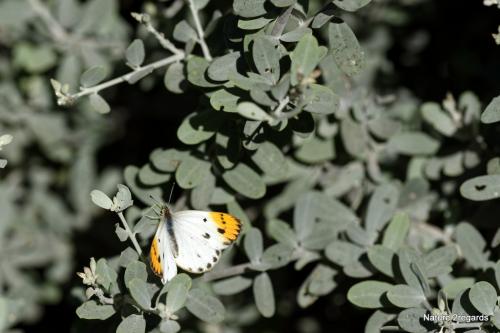 Colotis aurora evarne